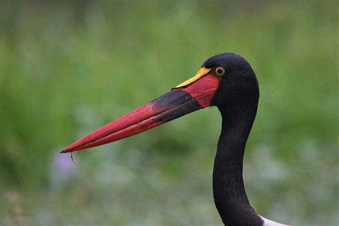 Saddle-billed stork beak